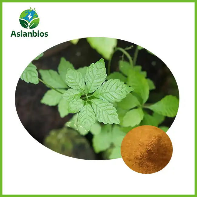 Jiaogulan Root Extract Jiaogulan Root Extract